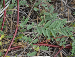 Imagem de Astragalus hallii A. Gray