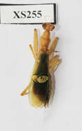 Image of flower mantises