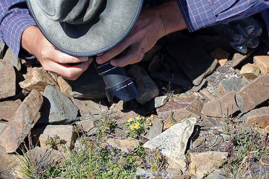 Image de Ranunculus eschscholtzii var. oxynotus (Gray) Jeps.