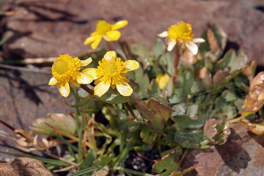 Sivun Ranunculus eschscholtzii var. oxynotus (Gray) Jeps. kuva