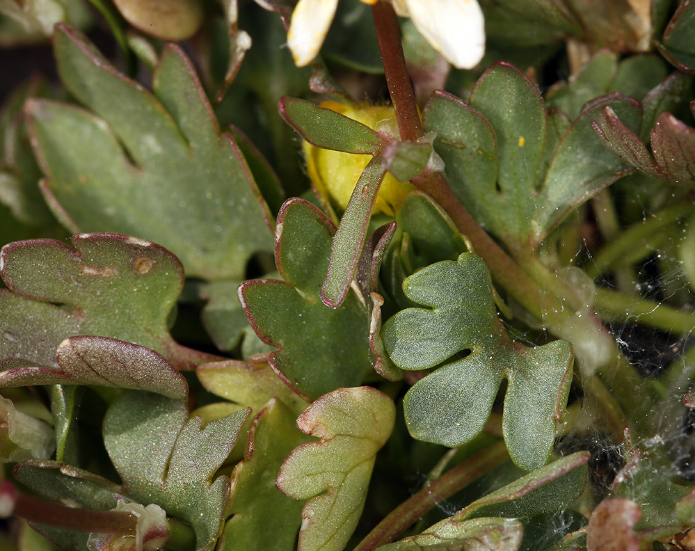 صورة Ranunculus eschscholtzii var. oxynotus (Gray) Jeps.