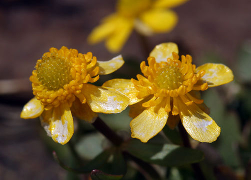 Image of Eschscholtz's buttercup