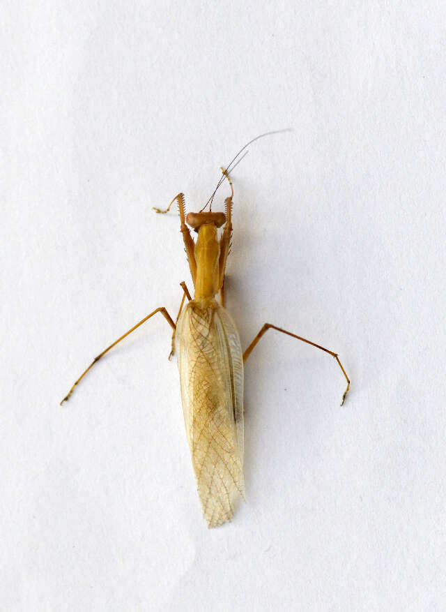 Image of Haaniidae