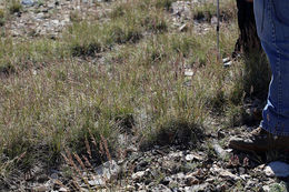 Sivun Calamagrostis purpurascens R. Br. kuva