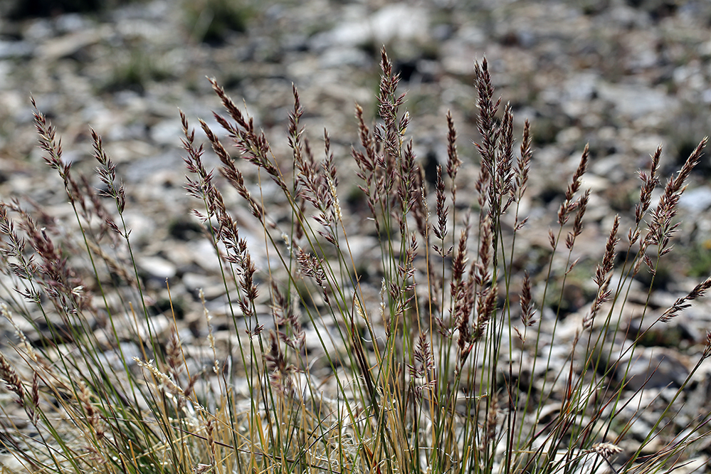 Sivun Calamagrostis purpurascens R. Br. kuva