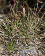 Sivun Calamagrostis purpurascens R. Br. kuva