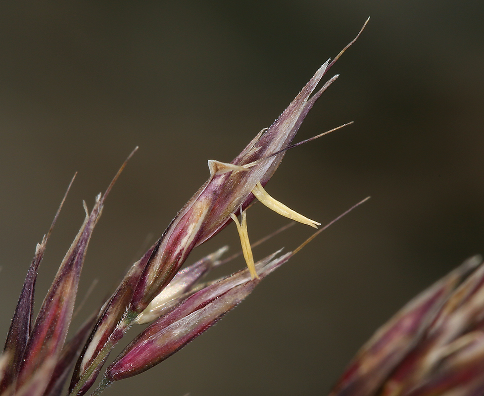 Sivun Calamagrostis purpurascens R. Br. kuva