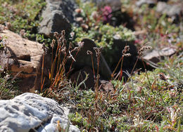 Image of Spiked Wood-Rush