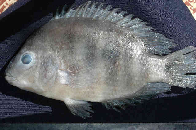 Image of Amphilophus