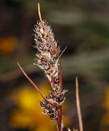 Image of Spiked Wood-Rush