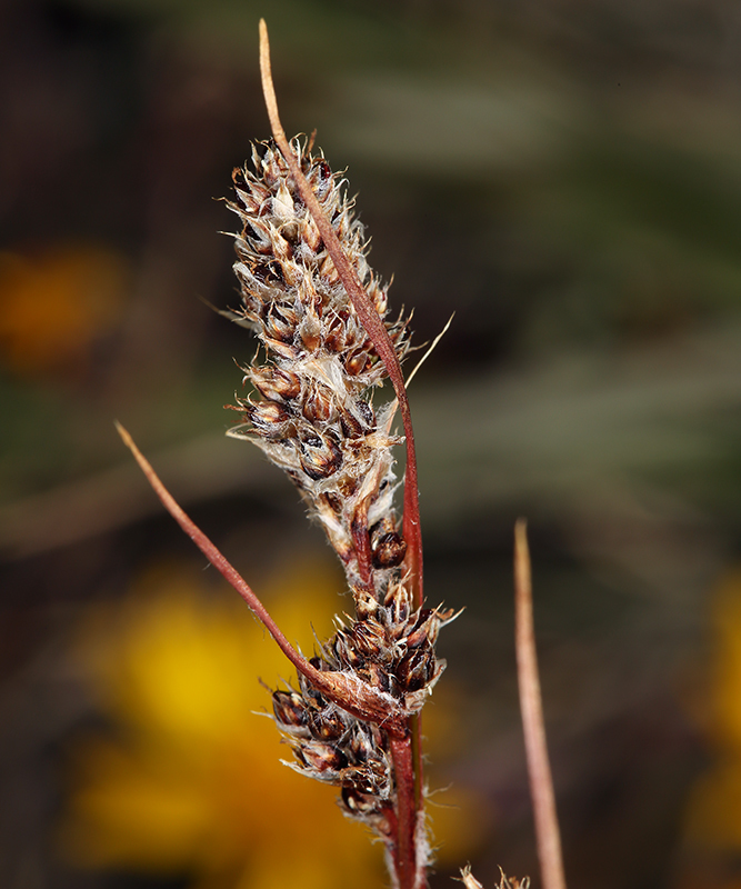 Image of Spiked Wood-Rush