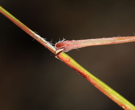 Image of Spiked Wood-Rush