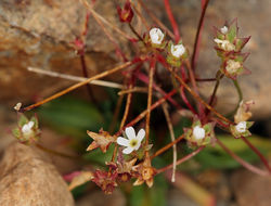 Image of pygmyflower rockjasmine