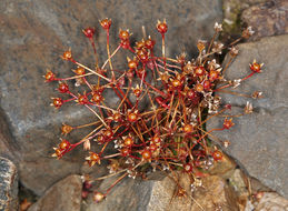 Image of pygmyflower rockjasmine