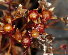 Image of pygmyflower rockjasmine