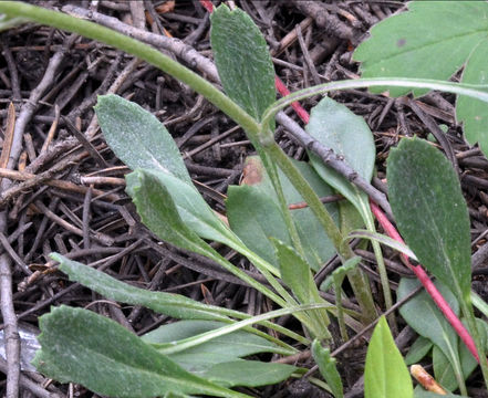 Image of <i>Packera neomexicana</i> var. <i>mutabilis</i>