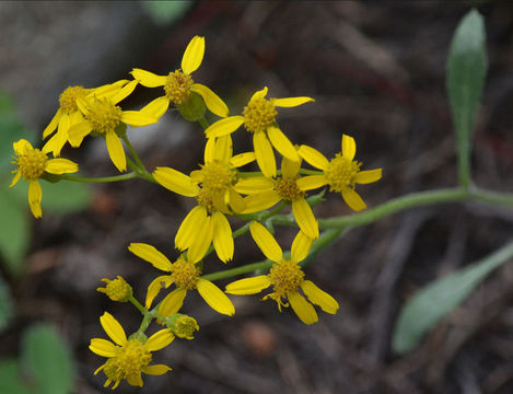 Image of <i>Packera neomexicana</i> var. <i>mutabilis</i>