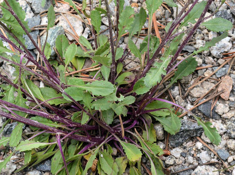 Image of <i>Packera neomexicana</i> var. <i>mutabilis</i>