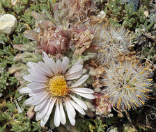 Image of cushion Townsend daisy