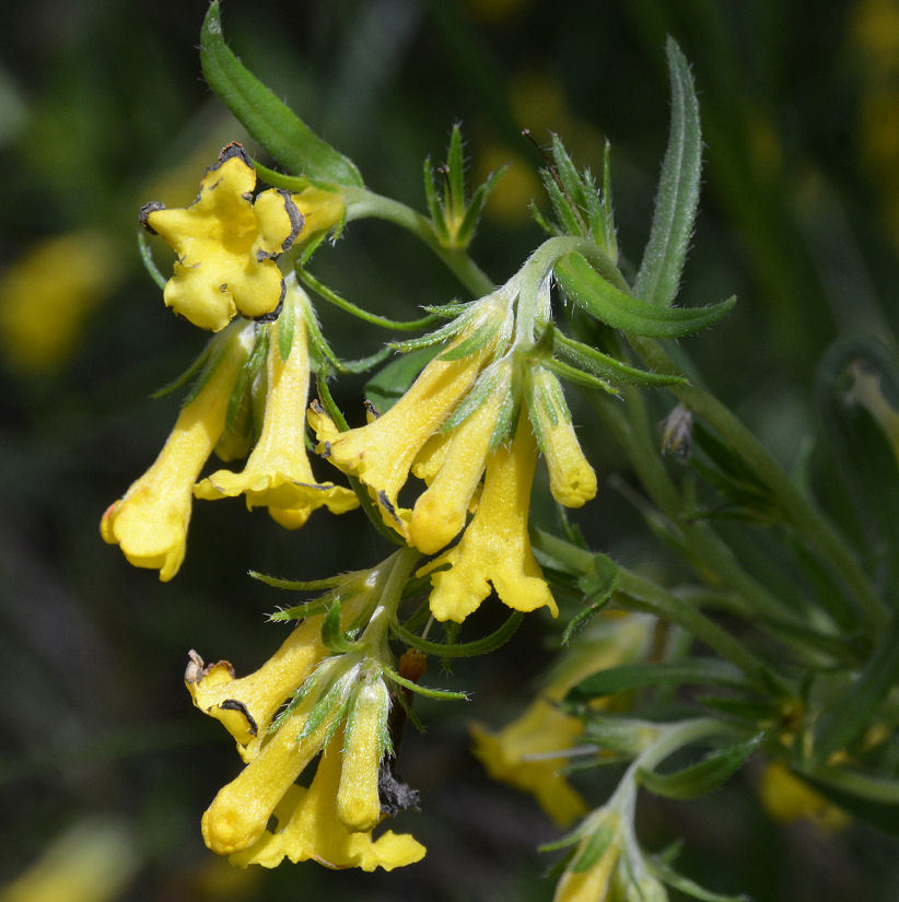 صورة Lithospermum multiflorum S. Wats.