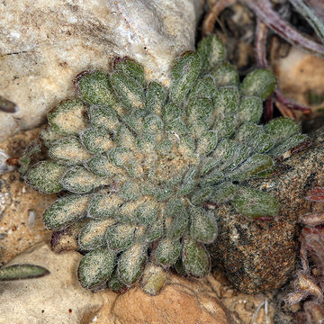 Image of cushion Townsend daisy