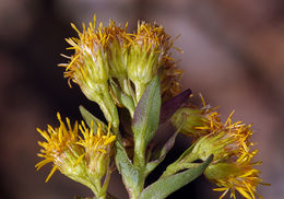 Image of Rocky Mountain goldenrod