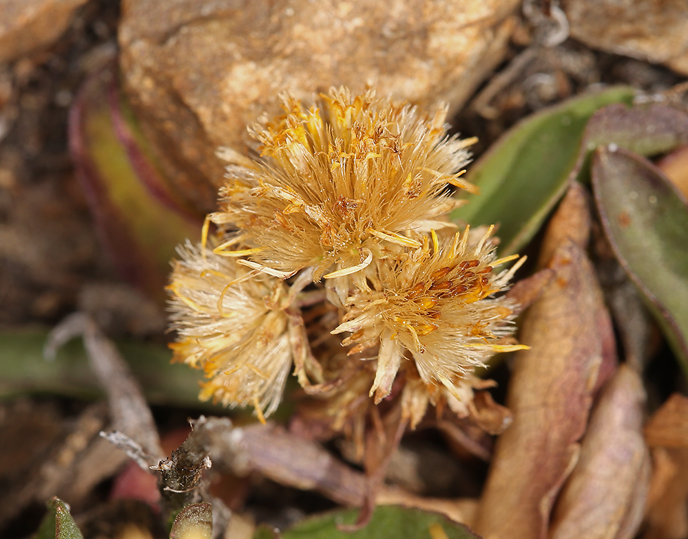 Image of Rocky Mountain goldenrod