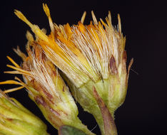 Image of Rocky Mountain goldenrod