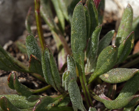 Image of hoary groundsel