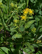 Imagem de Oreochrysum parryi (A. Gray) Rydb.