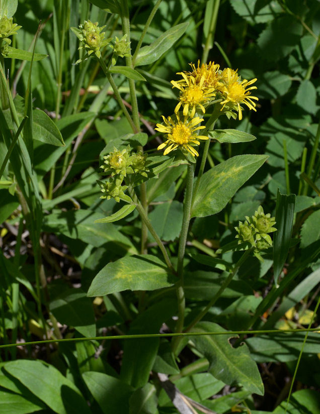 Image of Parry's goldenrod