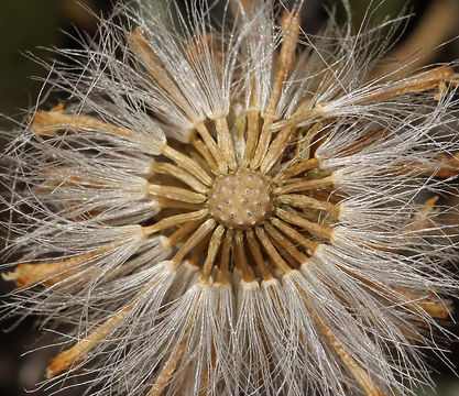 Image of hoary groundsel