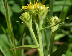 Imagem de Oreochrysum parryi (A. Gray) Rydb.