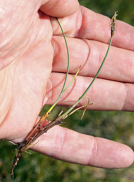 Carex subnigricans Stacey resmi