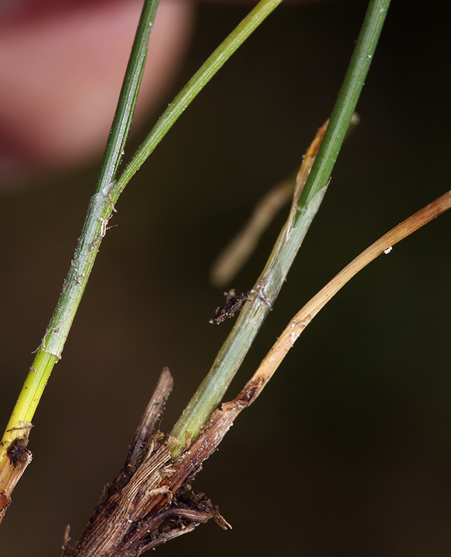 Carex subnigricans Stacey resmi