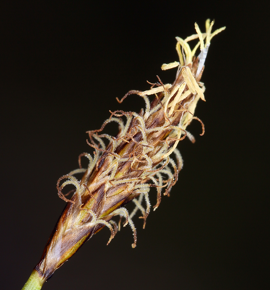 Image of nearlyblack sedge