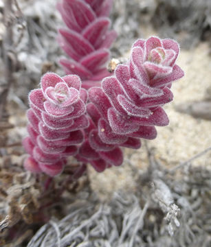 Image of Monterey Indian paintbrush