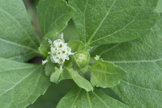 Image de Acanthospermum australe (Loefl.) Kuntze