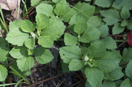 Image of Paraguayan starbur