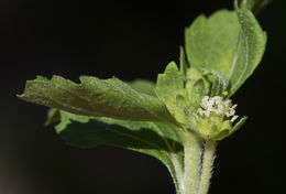 Image of Paraguayan starbur