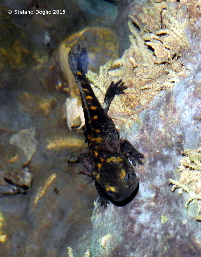 Image de salamandre tachetée