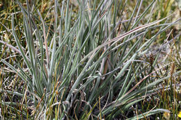 Image of June grass