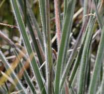 Image of June grass