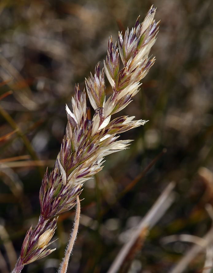 Image of June grass