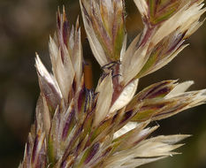 Image of June grass