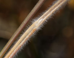 Image of June grass