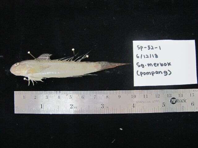 Image of Favonigobius