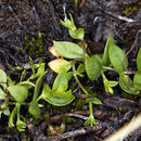 صورة Stellaria calycantha (Ledeb.) Bong.