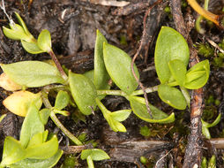 Image of northern starwort