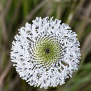 Image of grassleaf Barbara's buttons